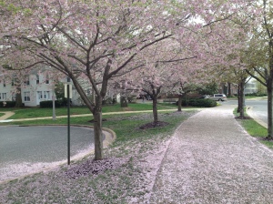 Post-storm blossom "snow"