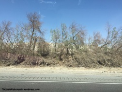 Destroyed trees along the way to La Quinta - we think maybe they are meant to be some sort of sand barrier?