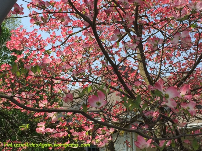 2015_Dogwood blossoms